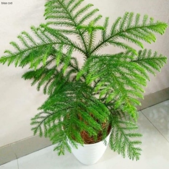 Pohon Cemara Norfolk Tanaman Hias Cemara Morfok / Cemara Norfolk