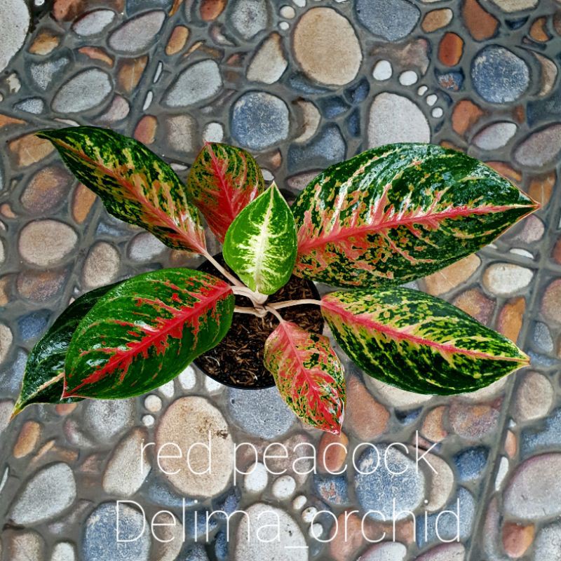 aglonema / aglaonema red peacock real picture / foto no abal abal