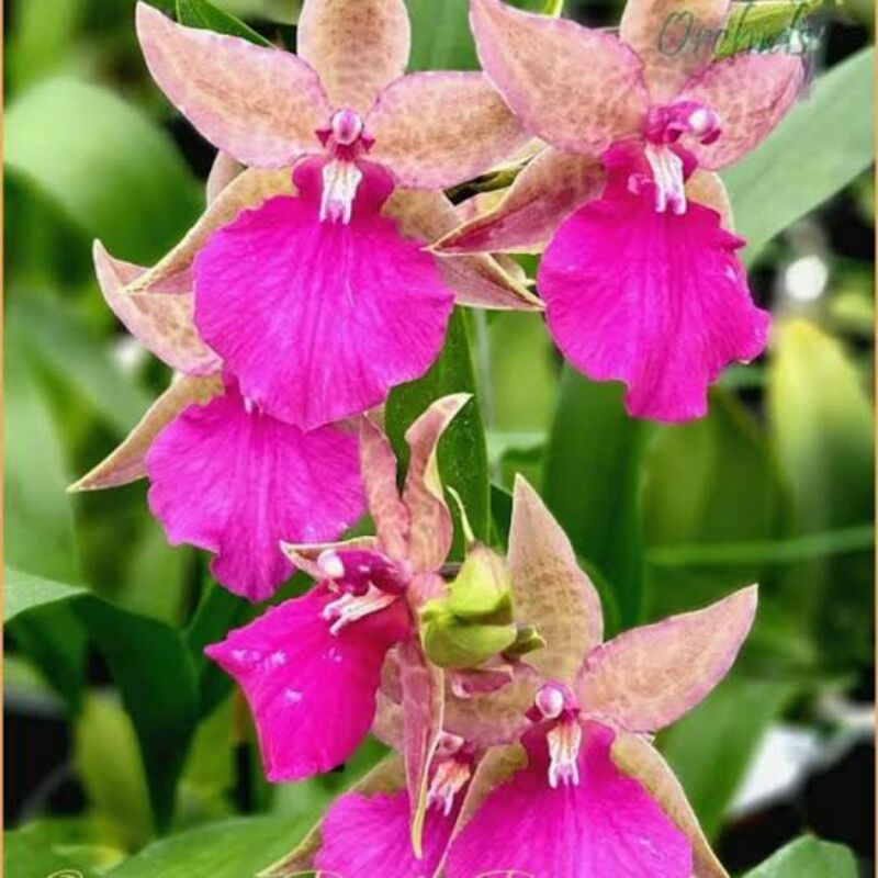 anggrek oncidium americana