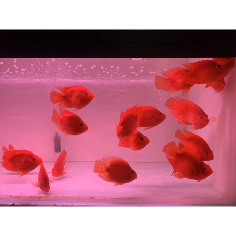 ikan red parrot/red parot/red perot