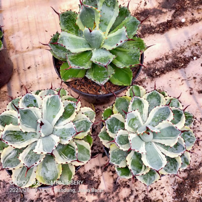 

1paket agave potatoroum jumbo