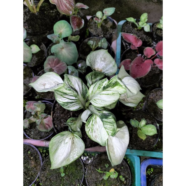 caladium white cobra anakan keladi