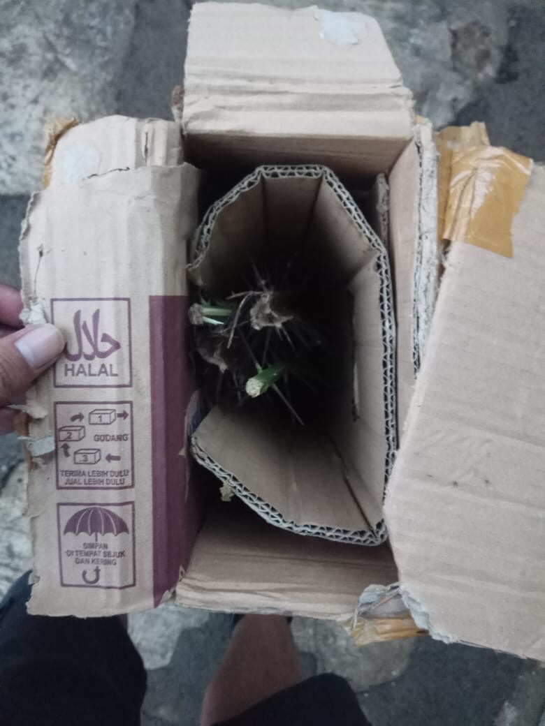 Duri Pohon Salak Penyumpal Lubang Tikus