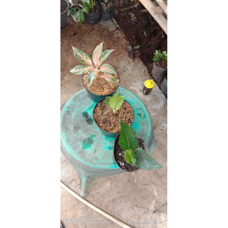 paket murah meriah aglonema