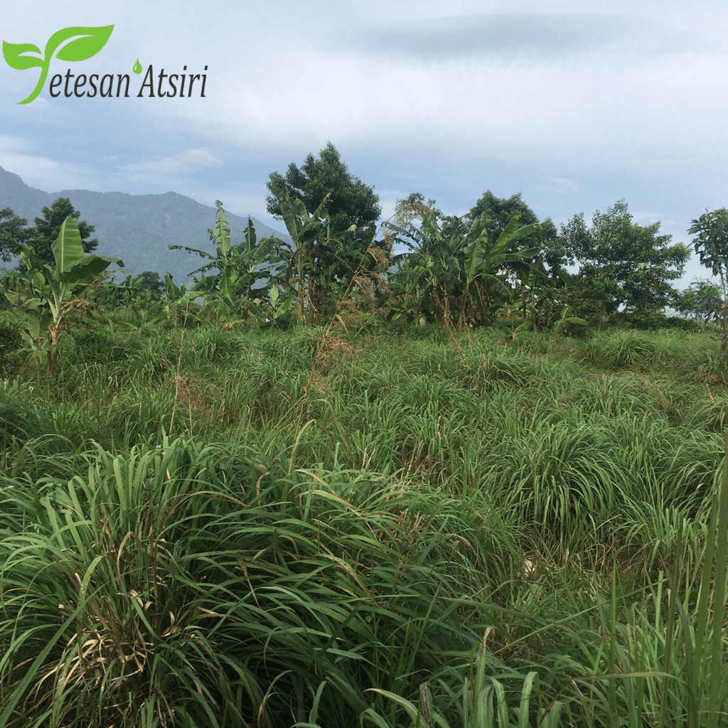 500ml minyak atsiri minyak sereh wangi murni citronella oil minyak esensial aromaterapi 100% murni