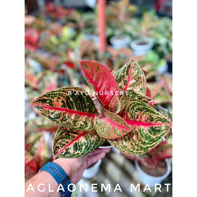 aglaonema Widuri