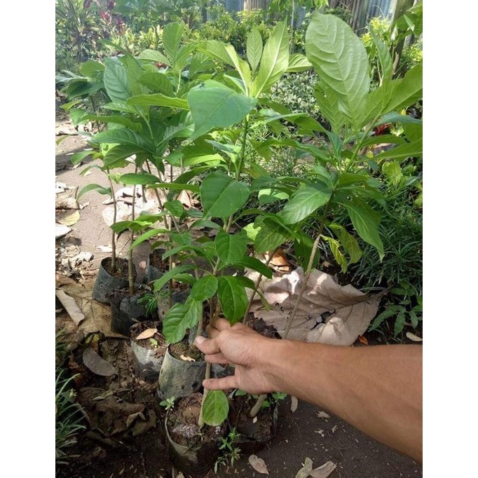 cusss order] 5 Bibit Pohon Kaki Gajah Baobab Afrika