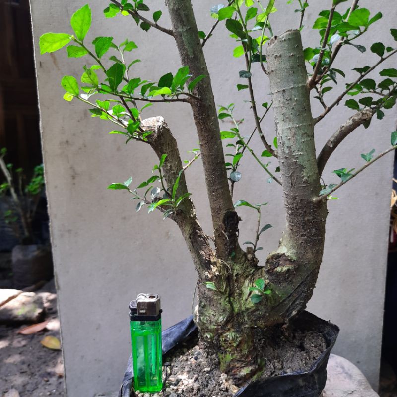 bahan bonsai serut xl siap pindah pot.