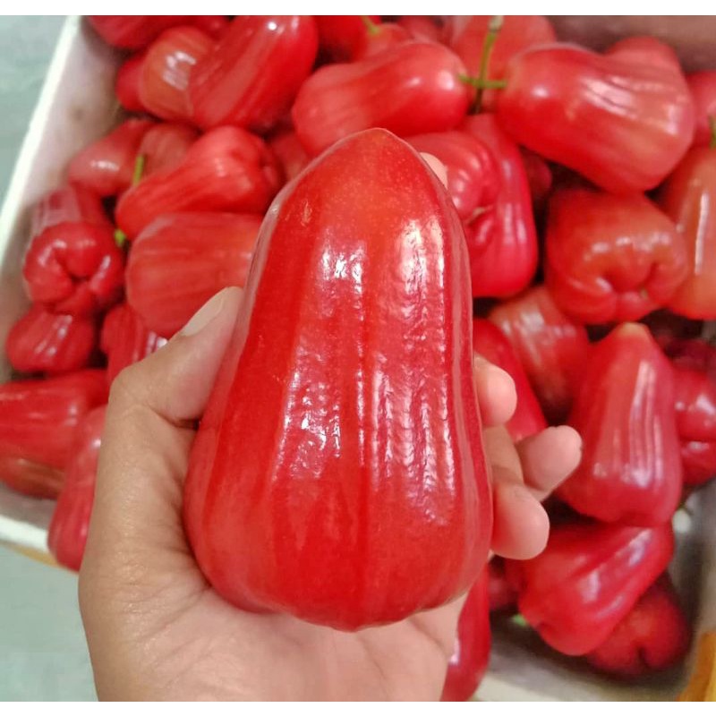 

jambu citra super manis fresh jumbo 1 kg / Jambu citra premium 1 kg