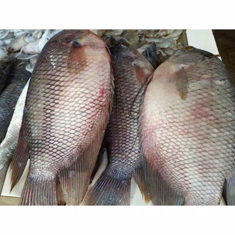 Paket Hemat ikan gurame 2 Kg/ ikan segar bisa dibersihkan