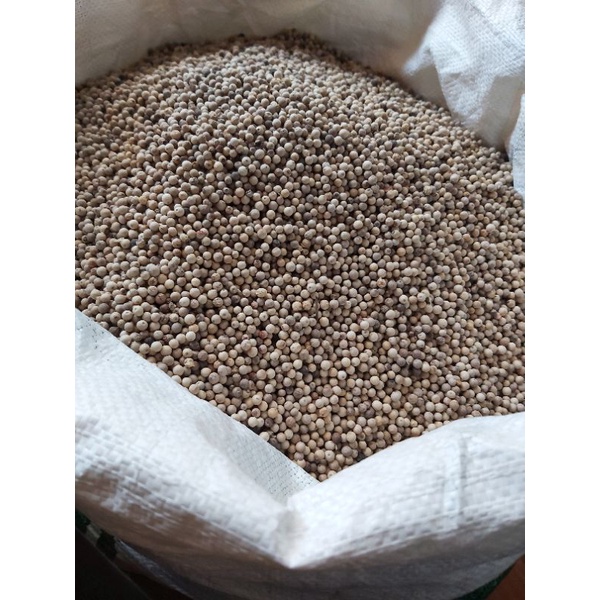 

lada pepper sahang merica mrico merico mrica butir white putih 100%murni asli premium