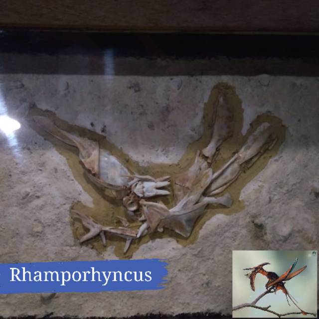 Hiasan dinding fosil hewan dinosaurus rhamphorhyncus
