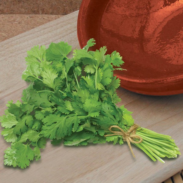 Benih Bibit Biji - Daun Coriander Calypso Herb Seeds - IMPORT