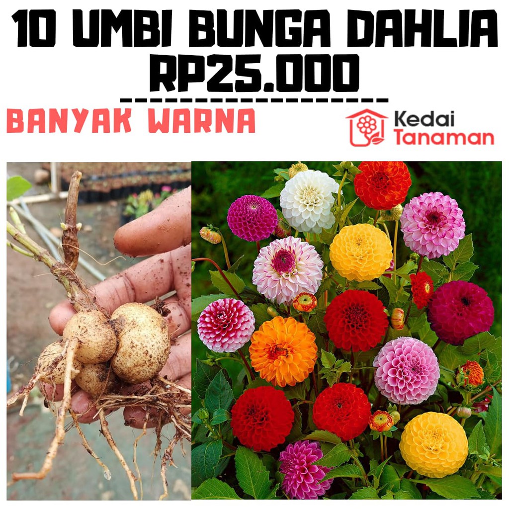 Umbi Tanaman Hias Bunga Dahlia Pinnata Isi 10 Umbi Shopee Indonesia