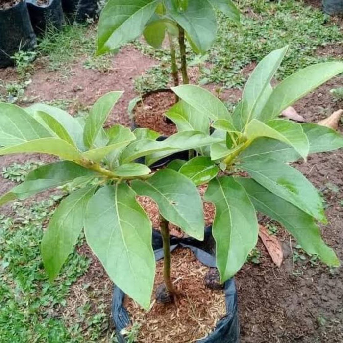 Pohon Alpukat Mentega - Alpukat Miki