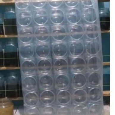 Toples ikan cupang 2 liter