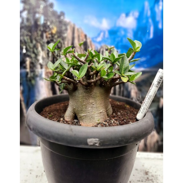 adenium wkl x klt