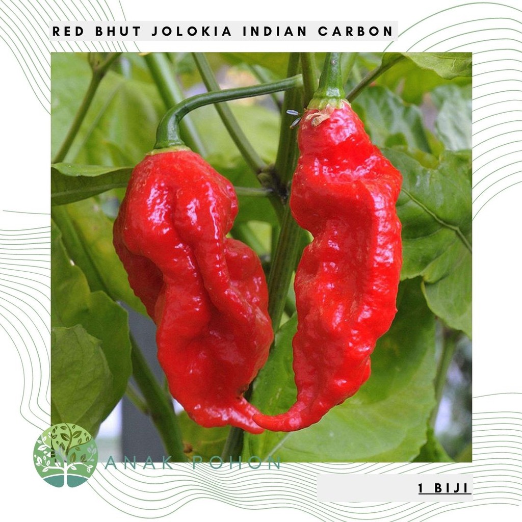 Benih Bibit Biji - Red Bhut Jolokia Merah Indian Carbon Pepper Seeds