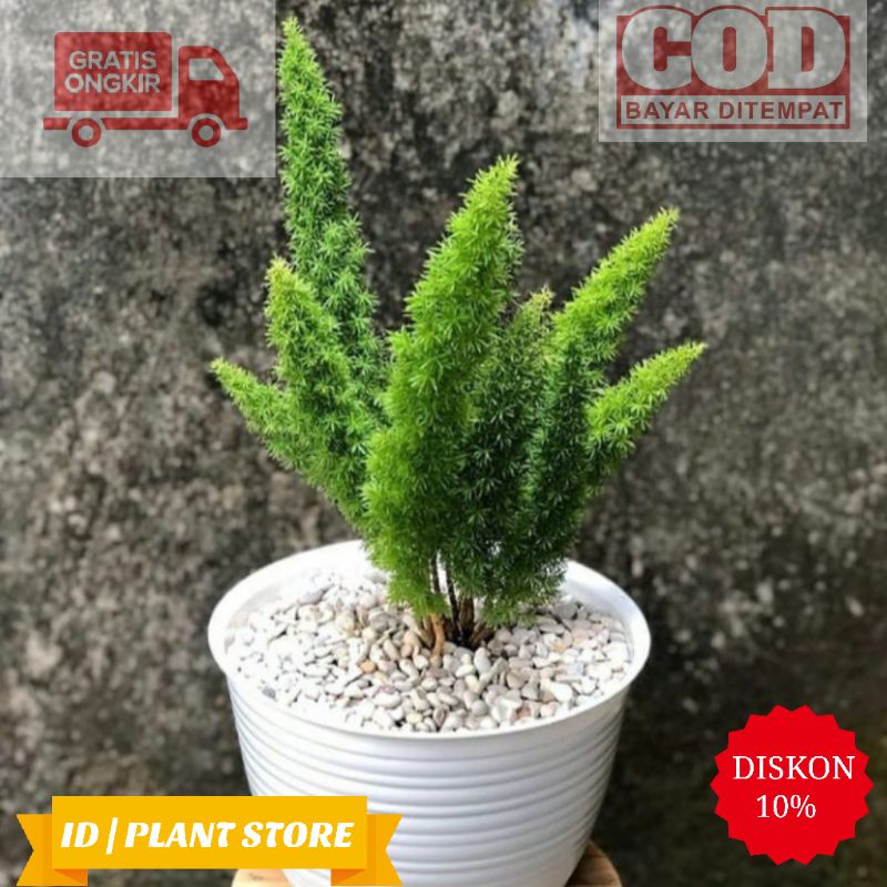 Tanaman hias ekor tupai-tanaman asparagus-tanaman hidup-bunga hidup murah