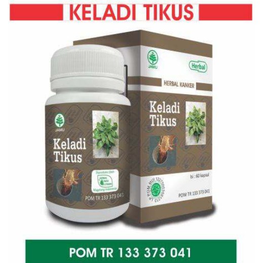 

Keladi Tikus Obat Kanker Herbal Indo Utama