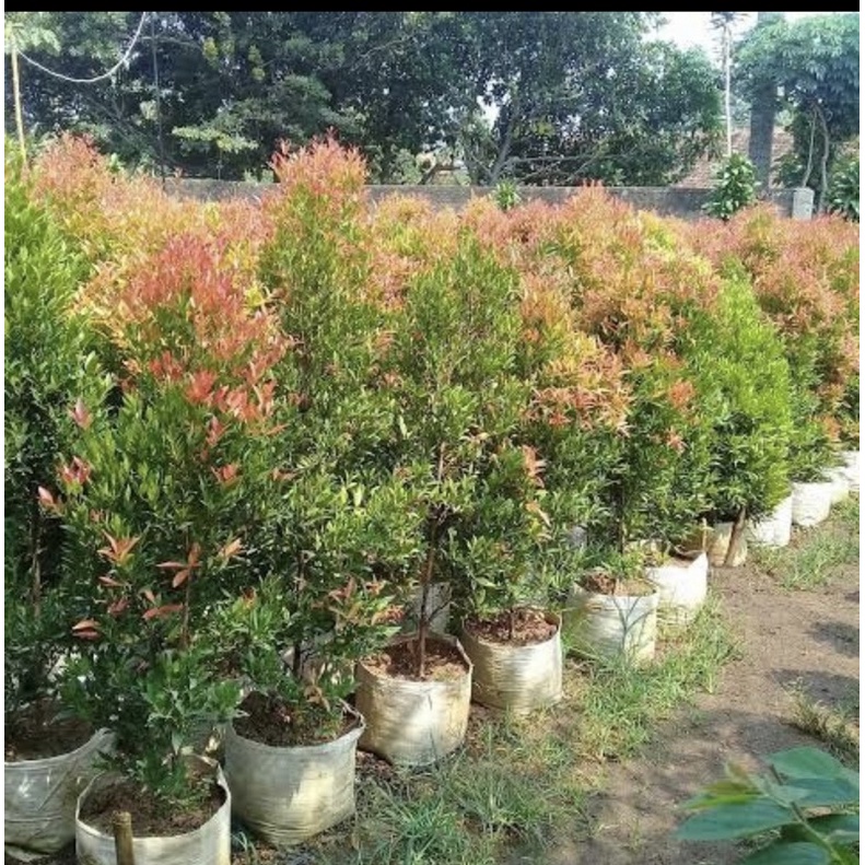 Tanaman Hias Pucuk Merah // Uk 1,5 Meter