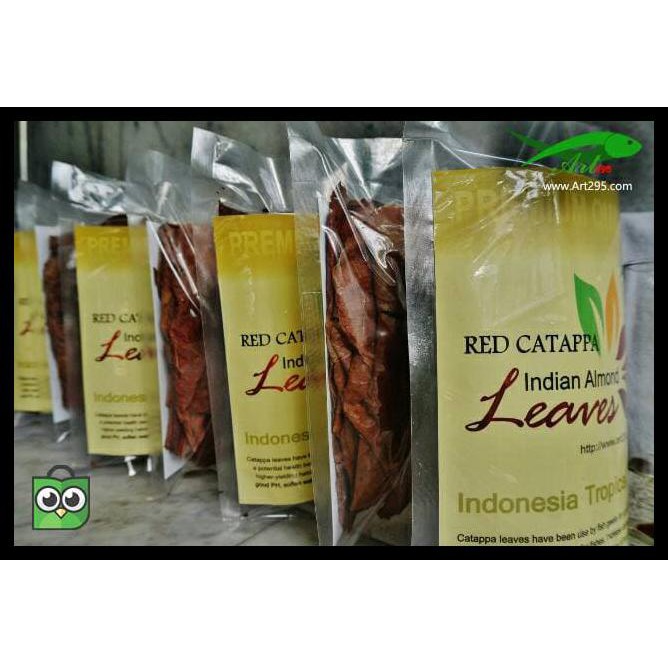 

daun ketapang merah Indiand almond premium quality TERBATAS