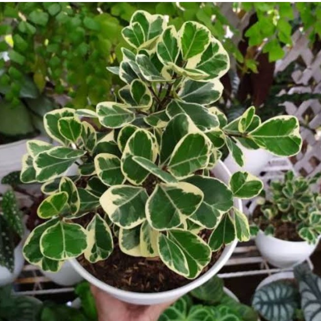 Tanaman Beringin Kupu-Kupu Variegata Tanaman Hias Beringin Mini