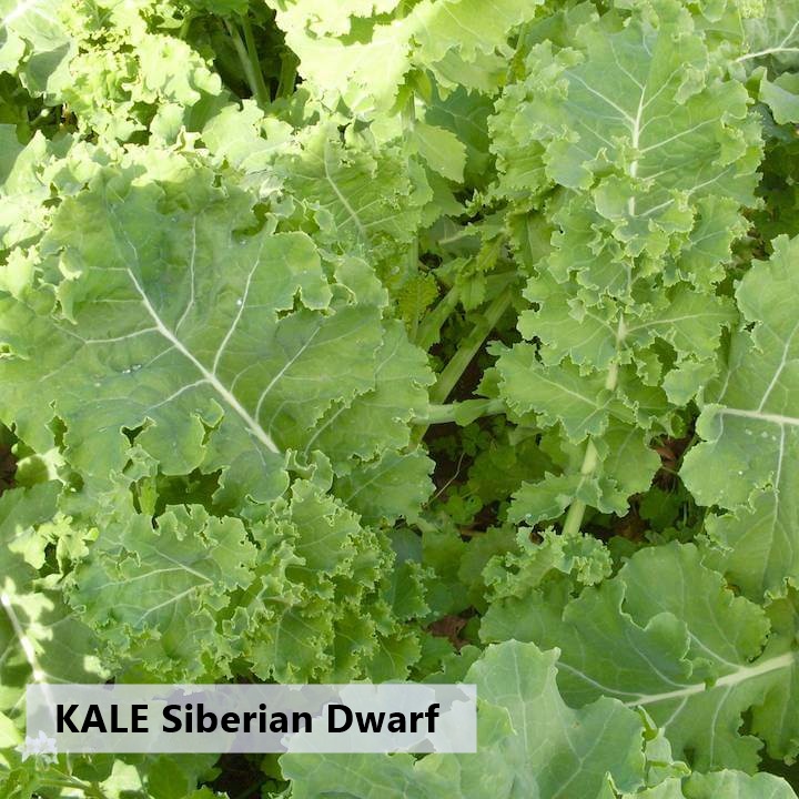 Benih Bibit Biji Sayur KALE SIBERIAN DWARF - Termurah