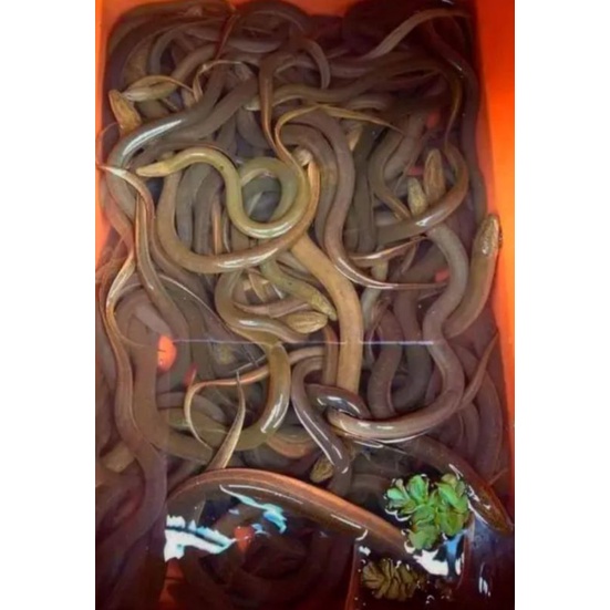 BELUT SAWAH HIDUP / BELUT FRESH