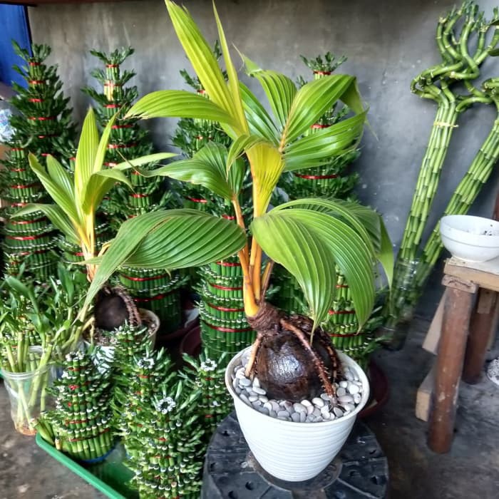 Pohon kelapa bonsai, miniatur pohon klapa