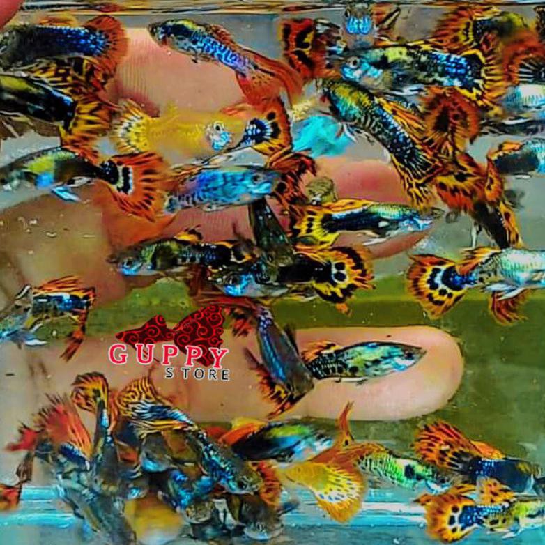 Terbaru Paket Hemat Dan Murah Ikan Guppy Cendolan Ikan Aquascape Isi 12 Dan 15 Ekor