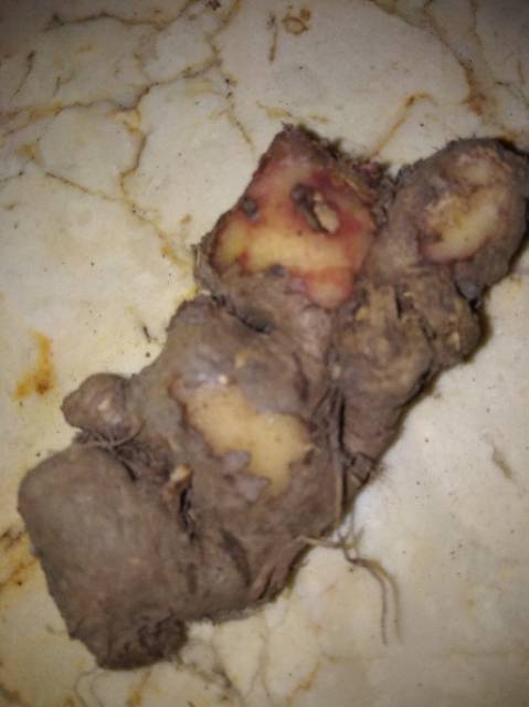 Jahe Merah Segar 500 Gram