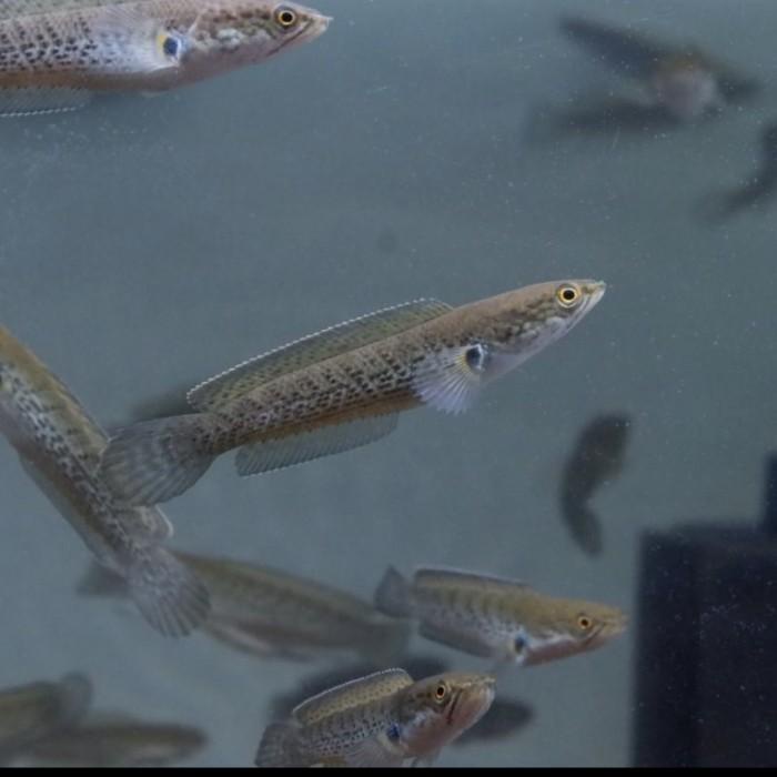 Aquarium Baby Channa Stewarti Karbialong Top Grade Super Size 4-18Cm