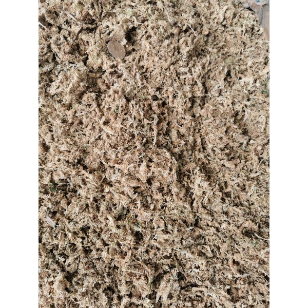SPAGNUM MOSS / MOSS PUTIH 100GRAM