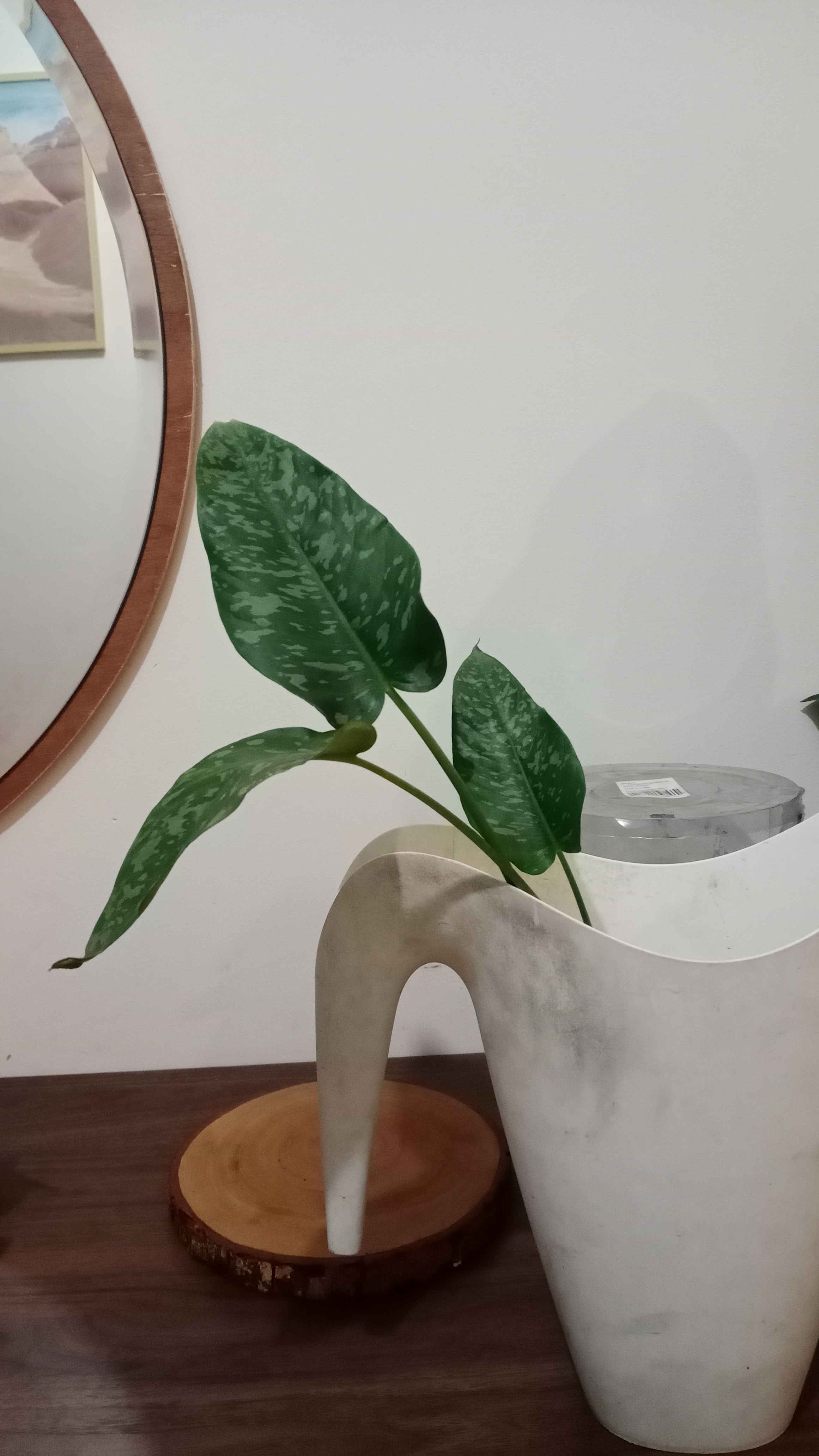 Homalomena Totol Putih