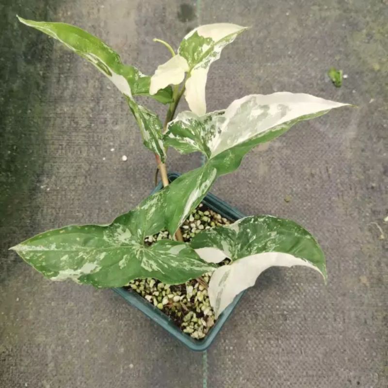 singonium varigata/singonium albo