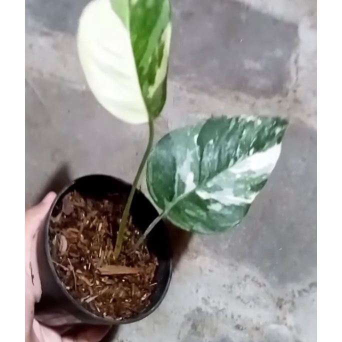 epipremnum pinnatum var