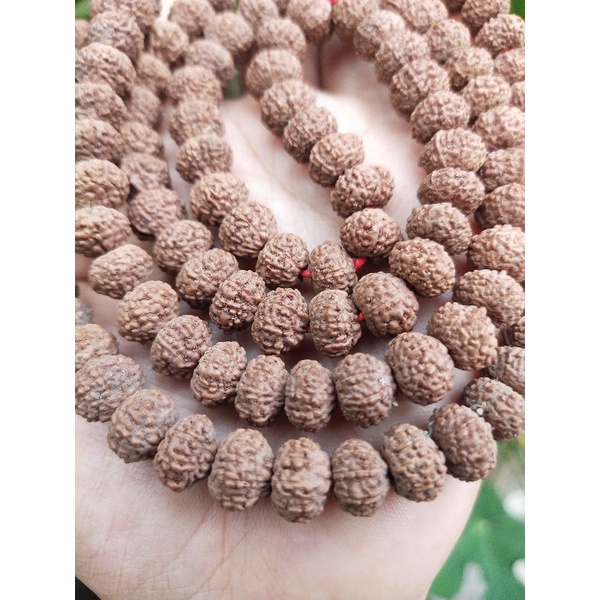 mukhi 10 rudraksha