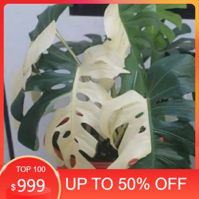 Promo monstera variegata - Bibit monstera variegata