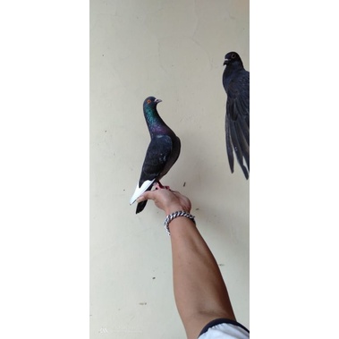 burung merpati/dara giring