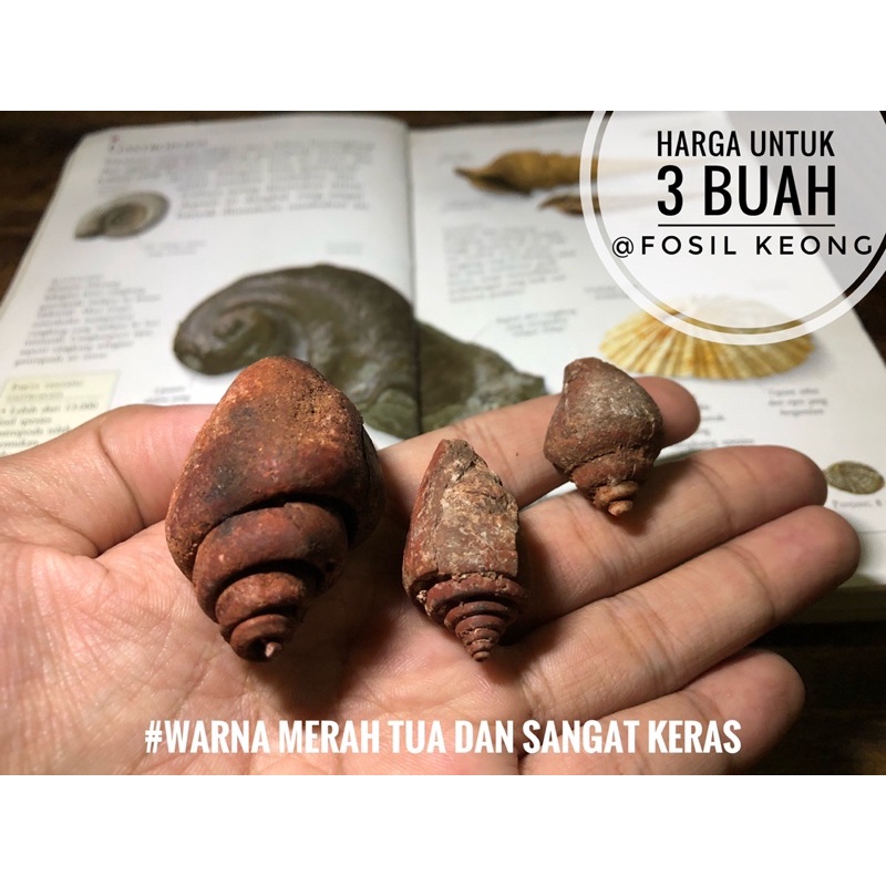 Fosil keong merah temuan B98 atau fosil kerang atau fosil moluska