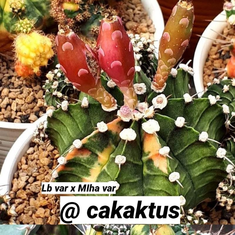 Benih | biji |seed| kaktus| gymnocalycium| LB varigata x miha varigata