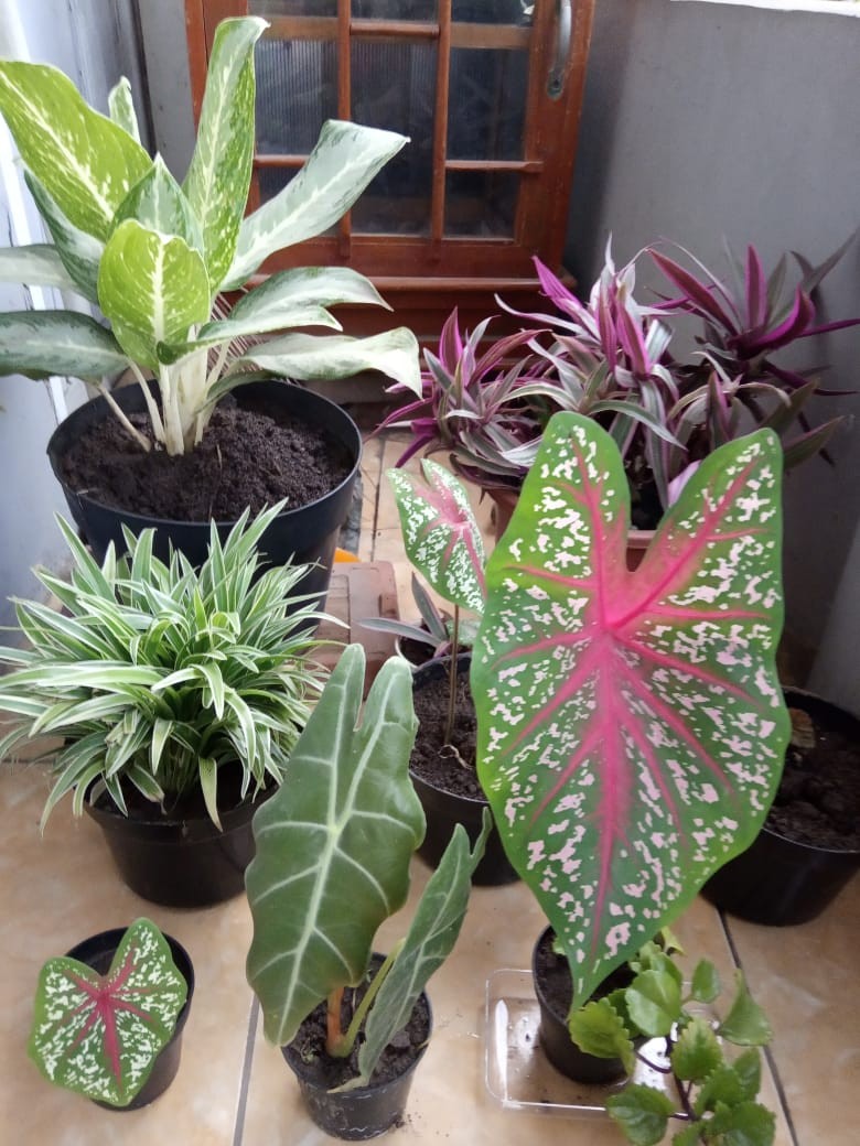 Keranjang Sampah Stainless Saringan Dalam Afur Wastafel Cuci Piring⠀ Mgj