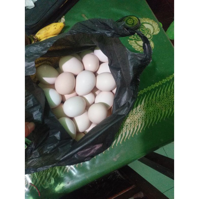 

telur ayam kampung