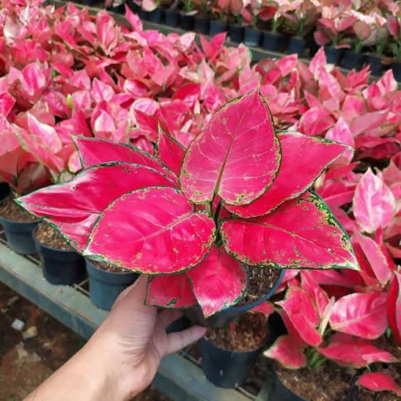 BONGGOL Aglonema Red King Anjamani
