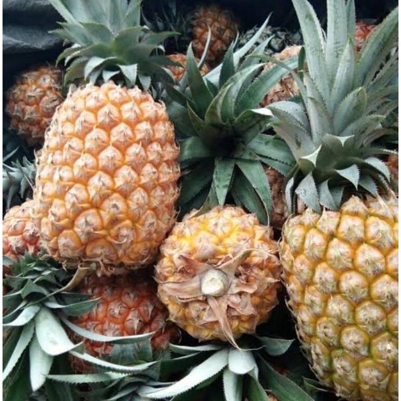 

Buah nanas 3 pcs grade B (REGULER & KARGO)