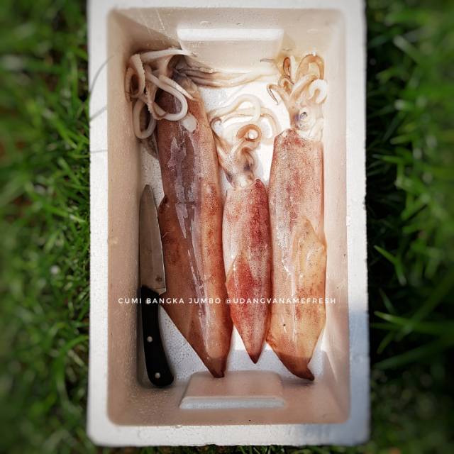 

Cumi Bangka FRESH