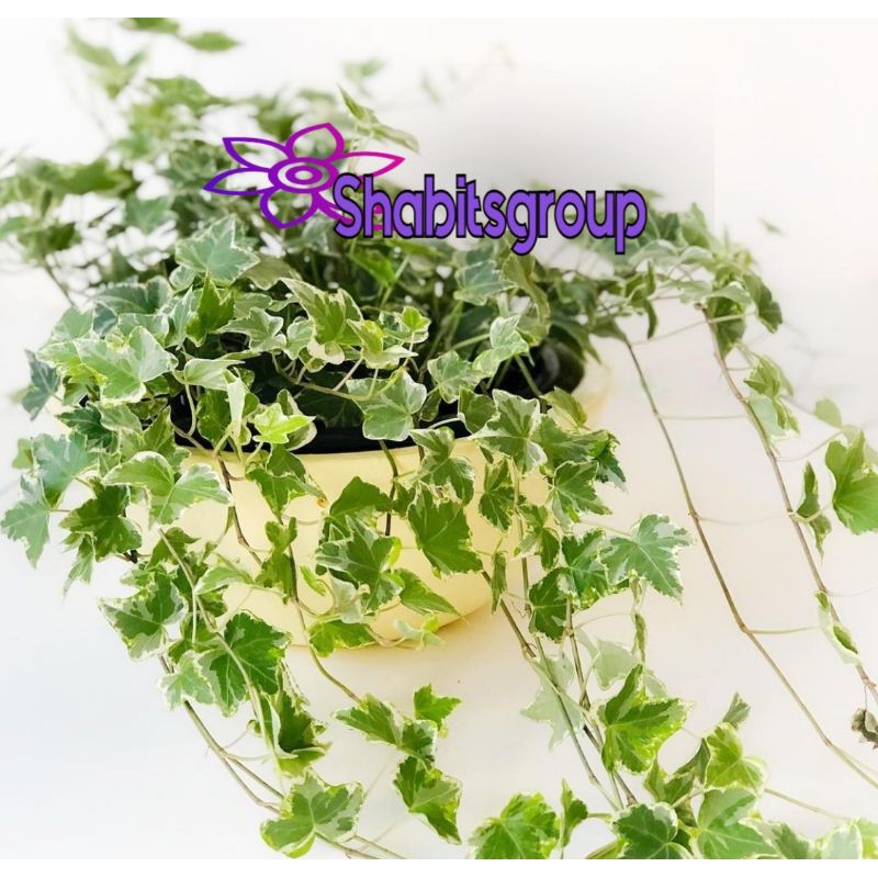 Tanaman hias hedera helix - hedera varigata