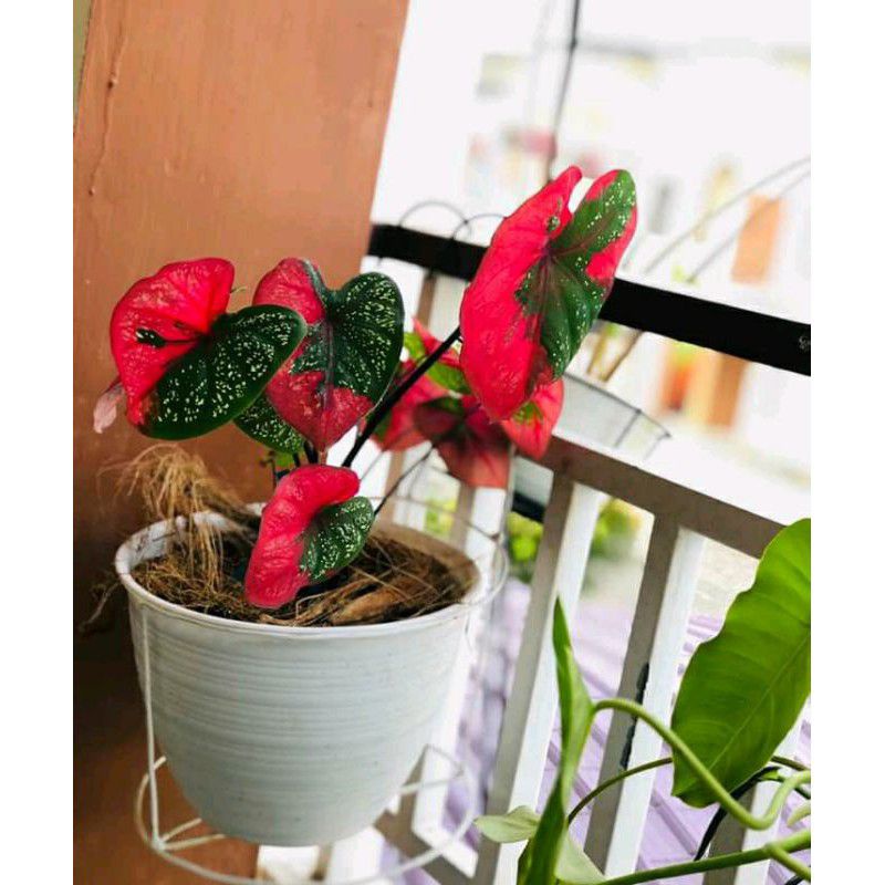 PROMO HARGA LELANG BUNGA AGLONEMA