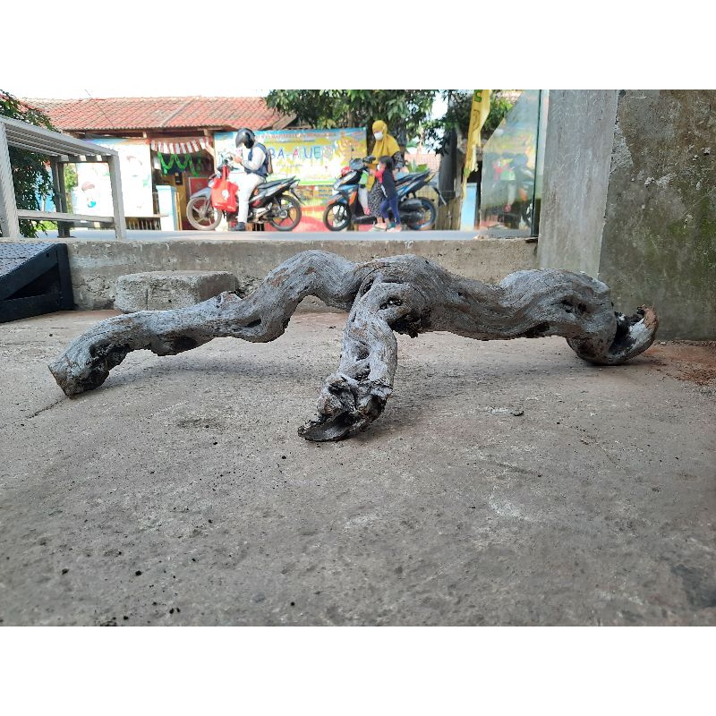 Kayu Santigi Laut atau Santigi Karang Aquascape Grade a 1